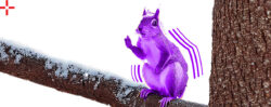 Purple squirrel recruiting tips